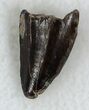 Dimetrodon Anterior Fang (Tooth) - Nice Enamel #33595-1
